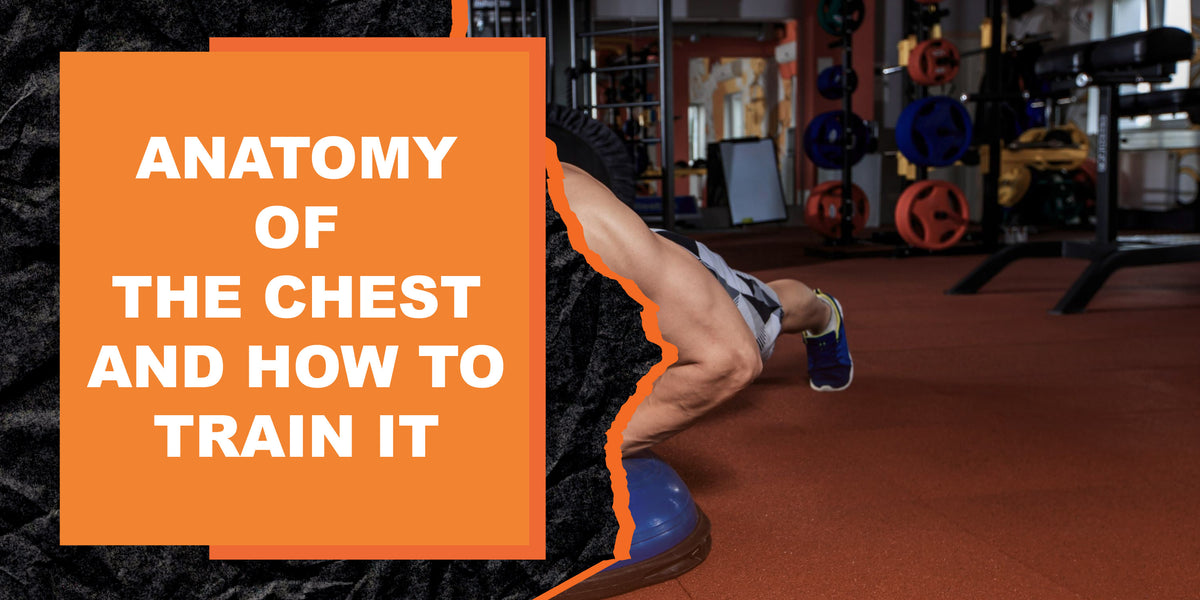 Embedded Core Chest The Anatomy of the Chest and How to Train It for Maximum Gains | MAGMA ...