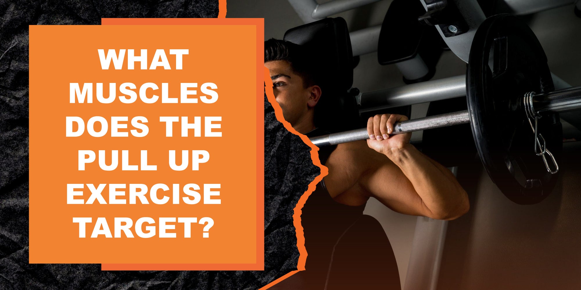 What Muscles Does the Pull Up Exercise Target?