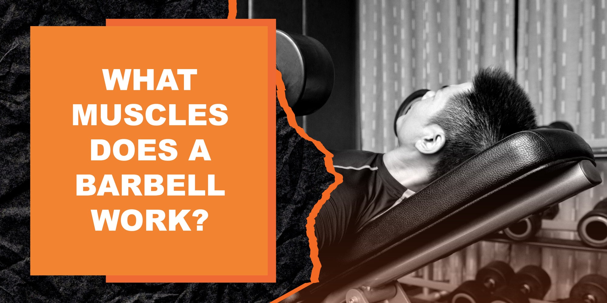 What Muscles Does a Barbell Work?